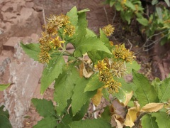 Verbesina oligocephala