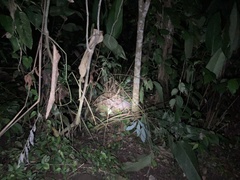 Dasypus novemcinctus