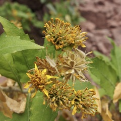 Verbesina oligocephala