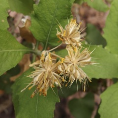 Verbesina oligocephala