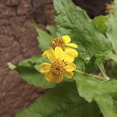 Verbesina oligocephala