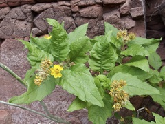 Verbesina oligocephala