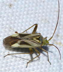 Adelphocoris