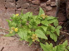 Verbesina oligocephala