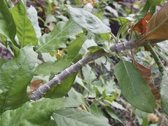Verbesina oligocephala
