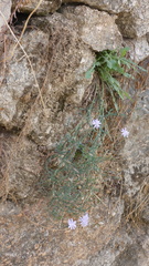 Lactuca tenerrima