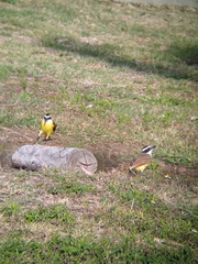 Pitangus sulphuratus