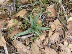 Chlorogalum pomeridianum