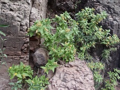 Verbesina oligocephala