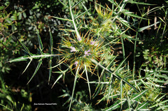 Galactites tomentosus