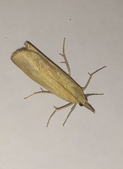 Pediasia luteella