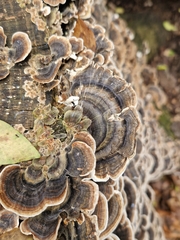 Trametes versicolor