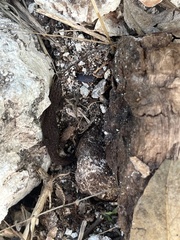Sphaerodactylus notatus