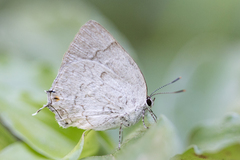 Ostrinotes sophocles