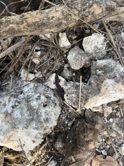 Sphaerodactylus notatus
