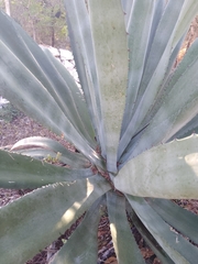 Agave tequilana