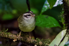Basileuterus melanotis