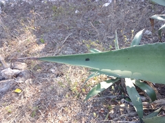 Agave tequilana
