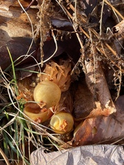 Calostoma