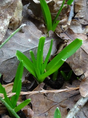 Hyacinthoides non-scripta