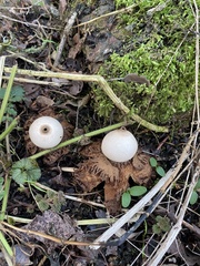 Geastrum triplex