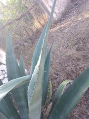 Agave tequilana