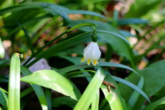 Leucojum vernum