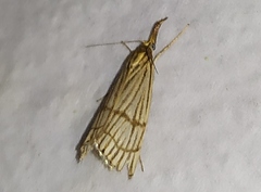 Chrysocrambus linetella