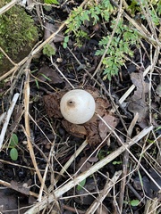 Geastrum triplex
