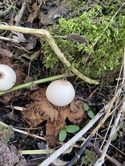 Geastrum triplex