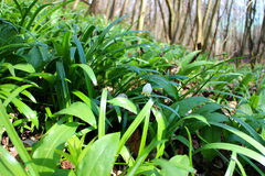 Leucojum vernum