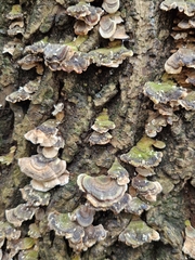 Trametes versicolor