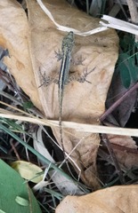 Anolis roquet