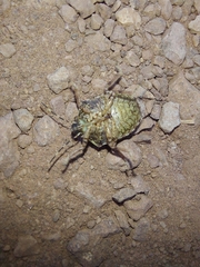 Pachycorinae