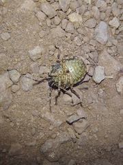 Pachycorinae