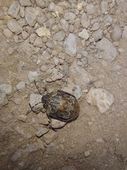 Pachycorinae
