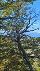 Pygarrhichas albogularis