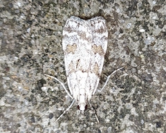 Scoparia pyralella