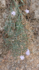 Lactuca tenerrima