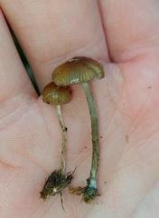 Psilocybe liniformans