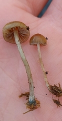 Psilocybe liniformans