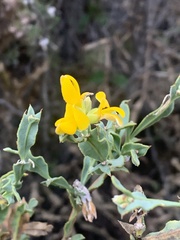 Genista tridentata