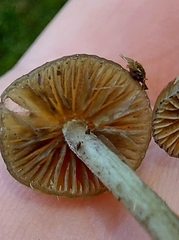 Psilocybe liniformans
