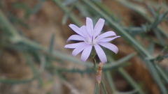 Lactuca tenerrima