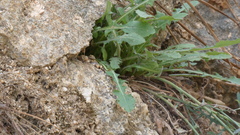 Lactuca tenerrima