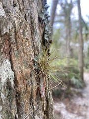 Tillandsia setacea