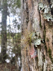 Tillandsia setacea