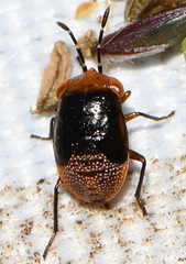 Geocoris erythrocephalus