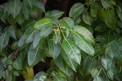 Hippomane mancinella