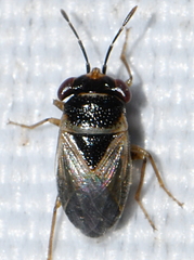Geocoris megacephalus
